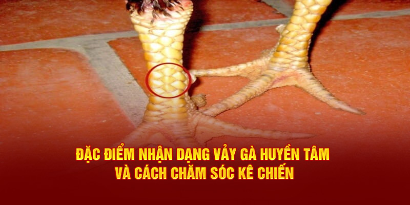 vảy gà Huyền Trâm