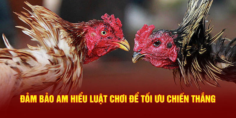 Đảm bảo am hiểu luật chơi để tối ưu chiến thắng