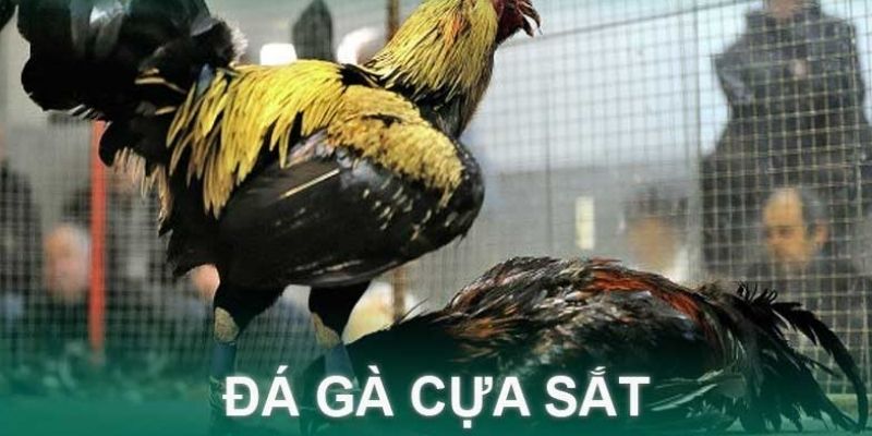 Đôi nét về đá gà cựa sắt