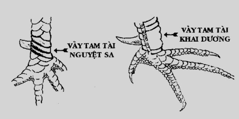 Đôi nét về đặc điểm nhận diện vảy tam tài