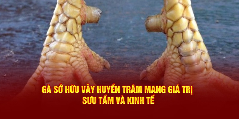 Gà sở hữu vảy Huyền Trâm mang giá trị sưu tầm và kinh tếGà sở hữu vảy Huyền Trâm mang giá trị sưu tầm và kinh tế